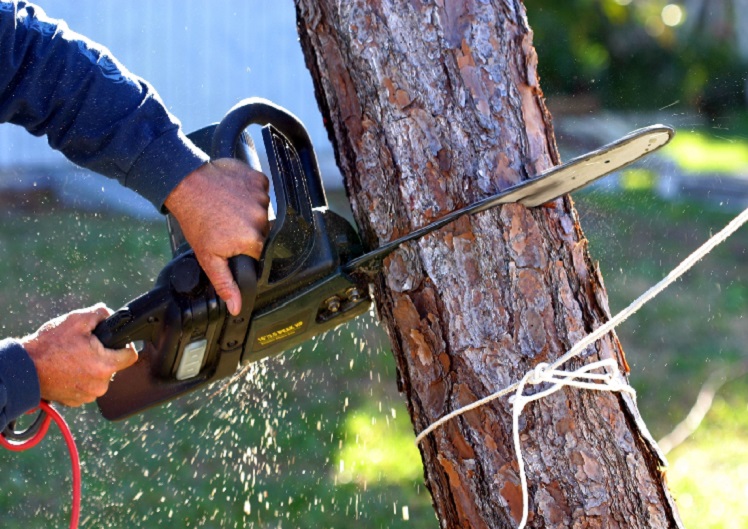 Expert, Competitive Prices, Professional Tree Trimming for the areas of Palm Springs, Cathedral City, Thousand Palms, Coachella, Bermuda Dunes, Rancho Mirage, Palm Desert, Indian Wells, La Quinta, Indio, Coachella Valley.